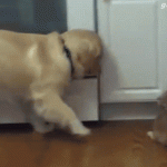 geste de tendresse d’un chien envers un chat