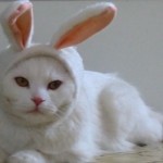 chat lapin !