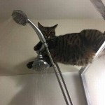 chat perché dans la douche …