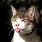 chat qui tire la langue