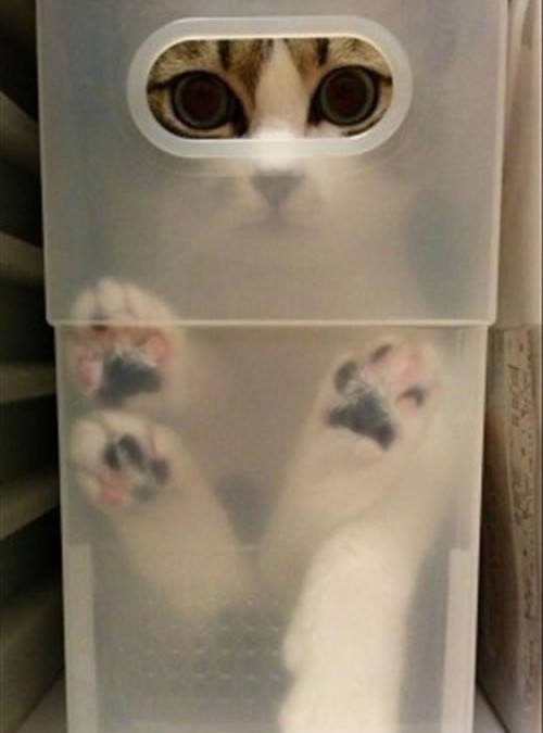 chat caché dans la caisse … transparente !